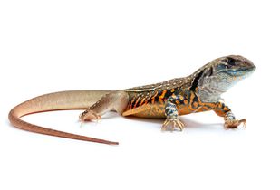 Clínica Veterinaria Polvoranca reptil