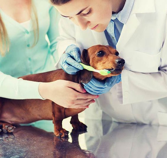 Clínica Veterinaria Polvoranca perro siendo cepillado