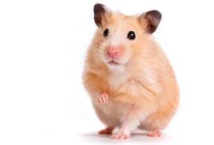Clínica Veterinaria Polvoranca ratón